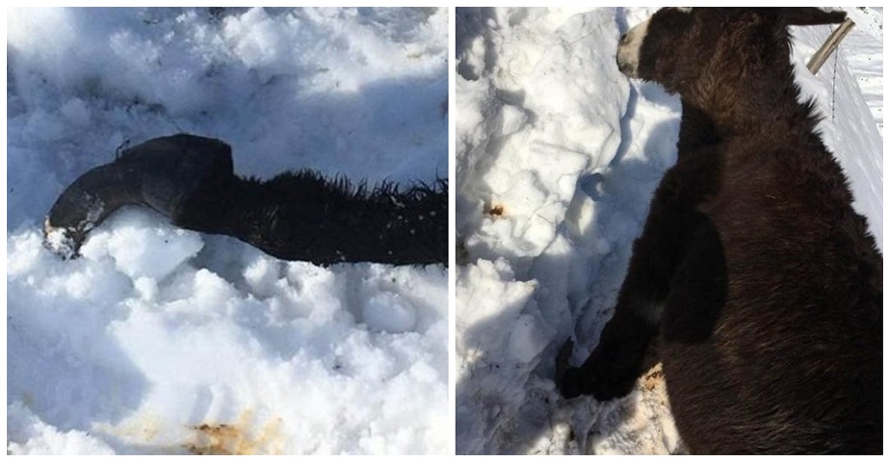 Adolescentes jugaban en la nieve, luego ven una patita sobresaliendo – Luchaba por su vida