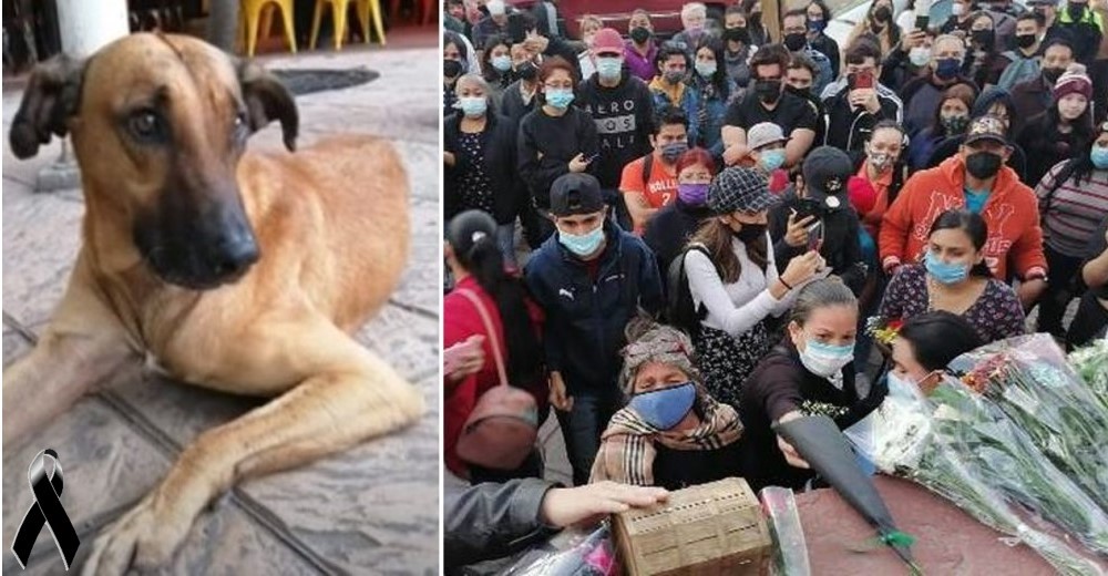 Lloran la trágica partida del callejerito que fue un ícono de la ciudad– «Esto es una desgracia» Lloran la trágica partida del callejerito que fue un ícono de la ciudad– «Esto es una desgracia»