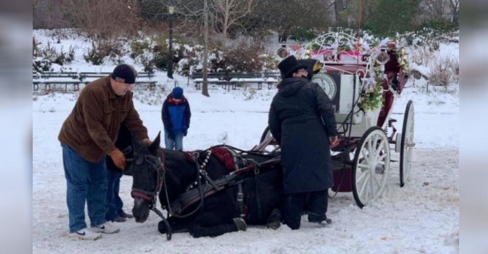 Un caballo explotado cae exhausto al suelo nevado y es obligado a seguir cargando pasajeros