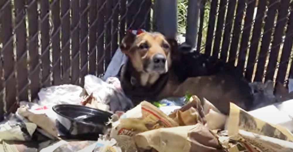 Devastado y solitario perrito se resistía a moverse tras ser abandonado sobre una pila de basura Devastado y solitario perrito se resistía a moverse tras ser abandonado sobre una pila de basura