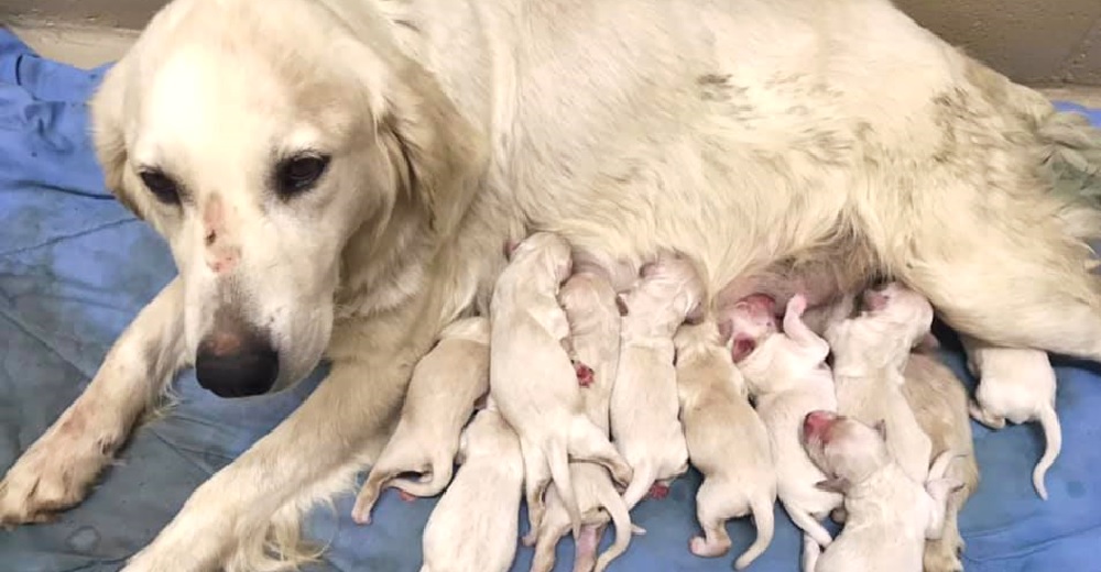 Policías encuentran sin querer una “fábrica” de cachorros traumatizados que suplicaban ayuda Policías encuentran sin querer una “fábrica” de cachorros traumatizados que suplicaban ayuda