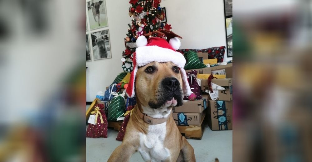 Perritos rescatados de las vías del metro serán los ayudantes oficiales de los Reyes Magos Perritos rescatados de las vías del metro serán los ayudantes oficiales de los Reyes Magos