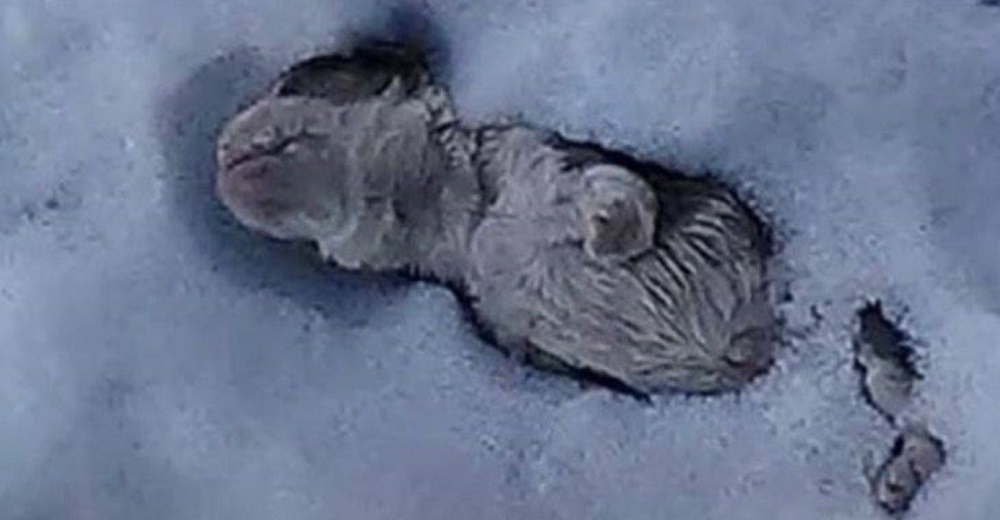 Bulldog bebé no cumple con los estándares de su raza y su criador lo abandona en plena nieve