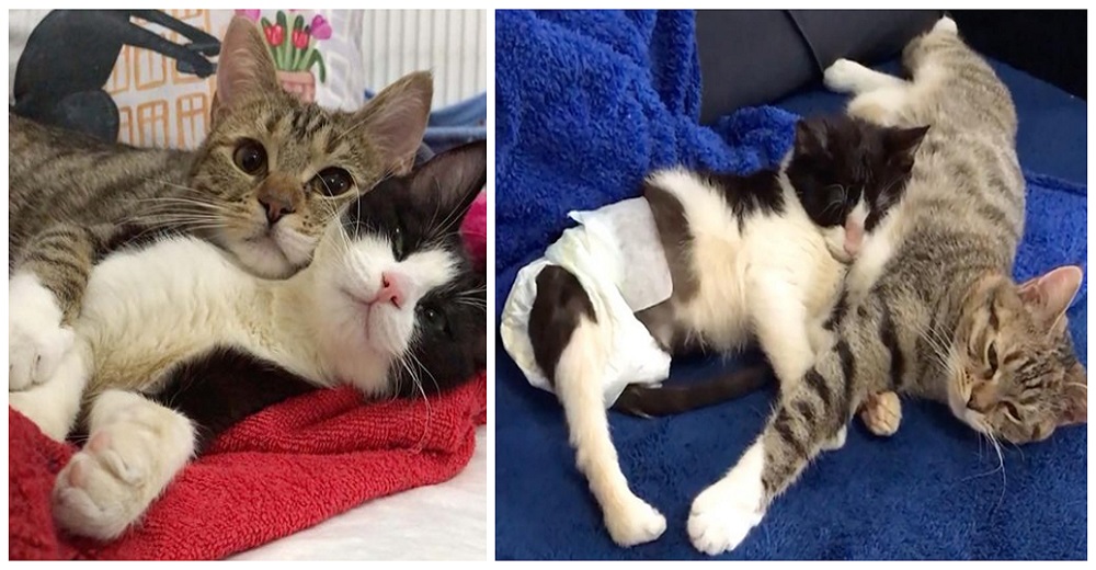 Gatita de 3 patas rescatada se enamora del gatito paralizado de la casa y lo ayuda a prosperar