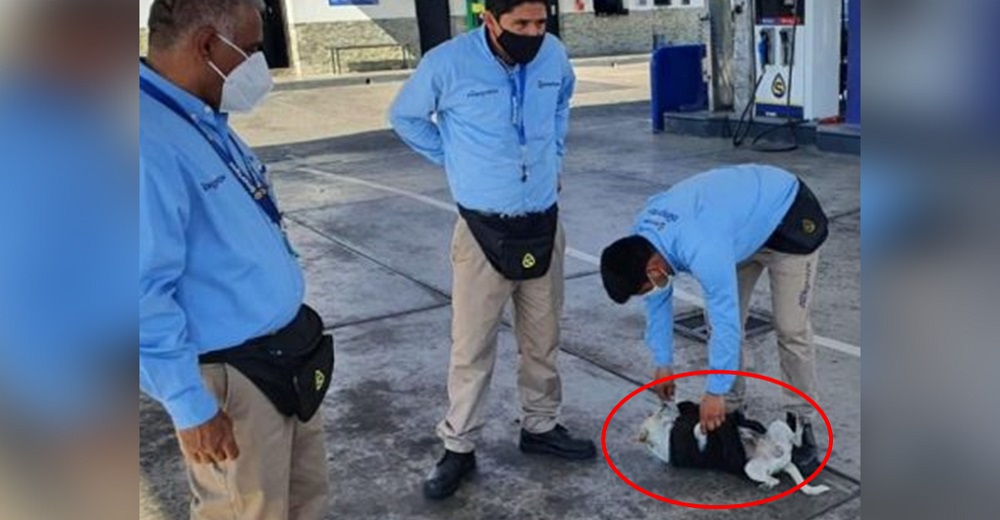 Empleados de una gasolinera ven cómo atropellan a un perrito e intervienen de inmediato Empleados de una gasolinera ven cómo atropellan a un perrito e intervienen de inmediato