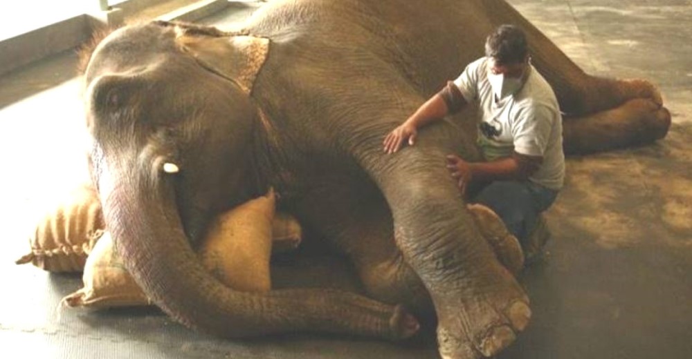 Rescatan a un elefante que se retorcía de dolor mientras sus dueños lo usaban para ganar dinero