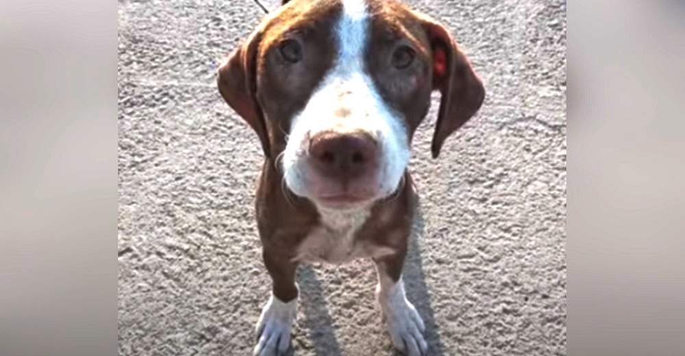 Perrita callejera de 4 meses se acurruca toda la noche a un anciano con Alzheimer desorientado Perrita callejera de 4 meses se acurruca toda la noche a un anciano con Alzheimer desorientado