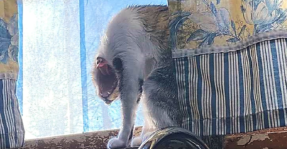 Difunde la aterradora foto que capturó de su mascota en una inofensiva pose y se hace viral Difunde la aterradora foto que capturó de su mascota en una inofensiva pose y se hace viral