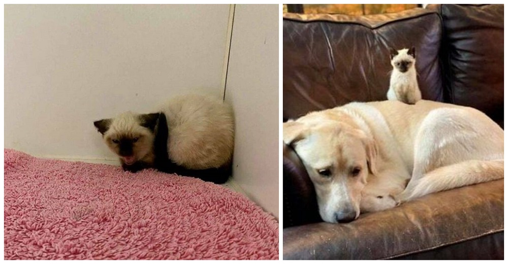 Gatito muy gruñón y enojado se transforma con la ayuda de un labrador gigante