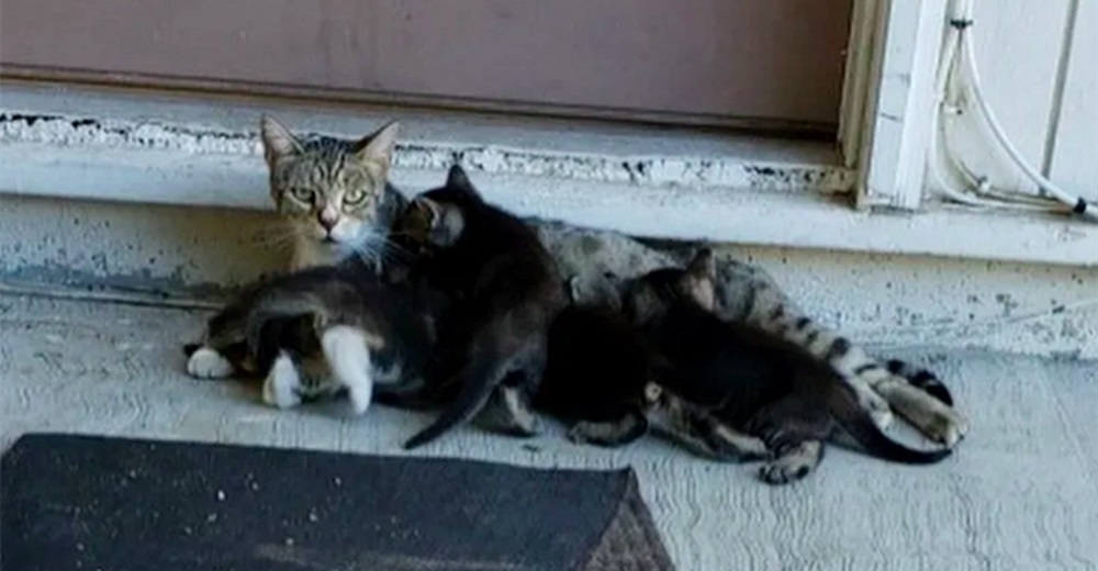 Una gata regresa a la casa de la mujer que tanto la ayudó para presentarle a sus bebés