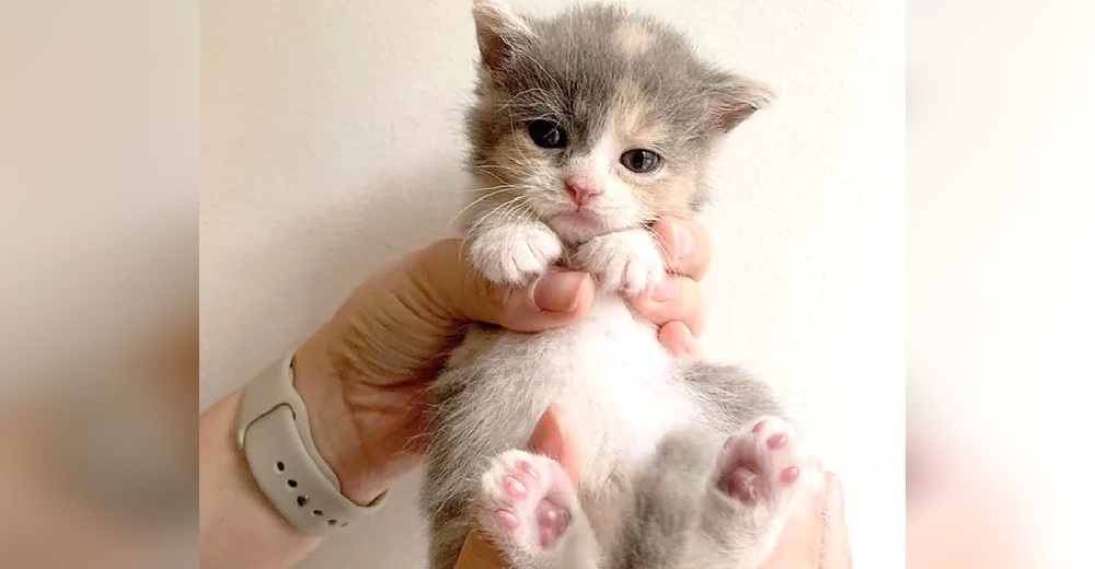 Una adorable gatita aparece en el jardín de una casa agitando sus patitas suplicando ayuda