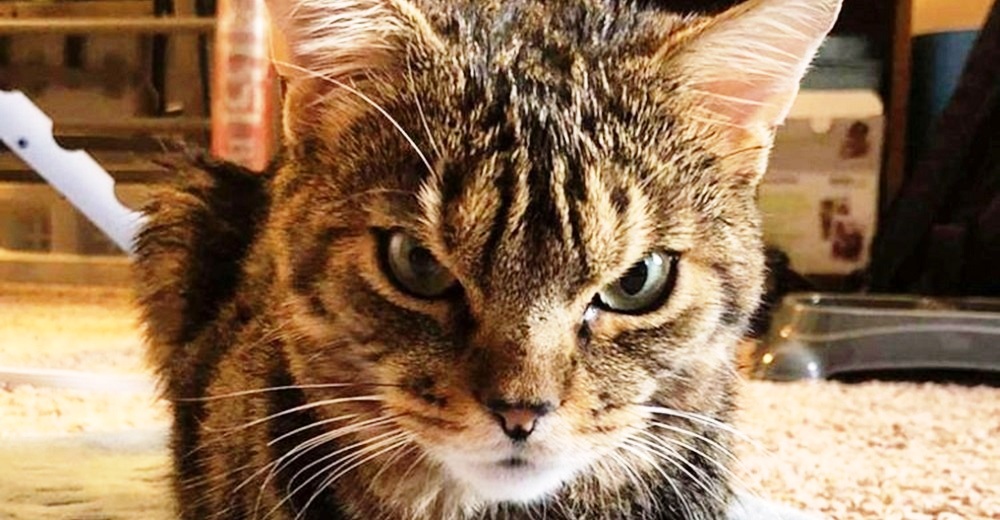 Es el gato callejero con la expresión más enojada de todos, pero en realidad “es solo su cara»