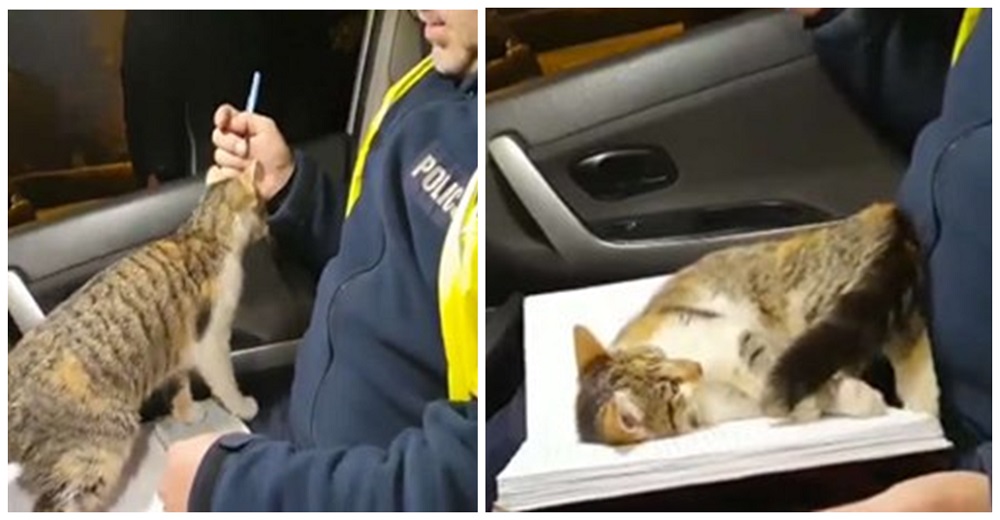 Policía se conmueve con el gato callejero que saltó a su regazo apenas vio la puerta abierta