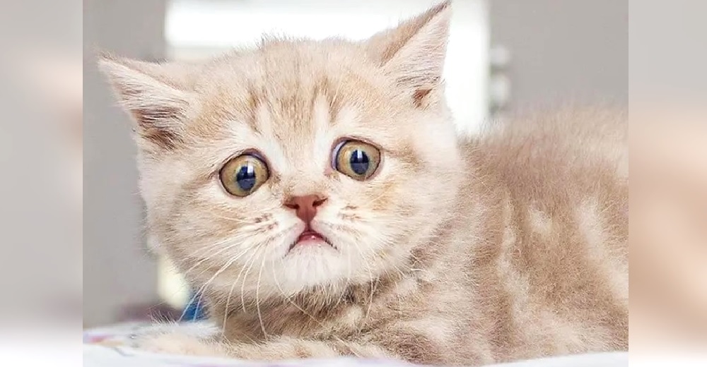 La gata con la mirada más triste del mundo viaja a otro continente para encontrar una familia La gata con la mirada más triste del mundo viaja a otro continente para encontrar una familia