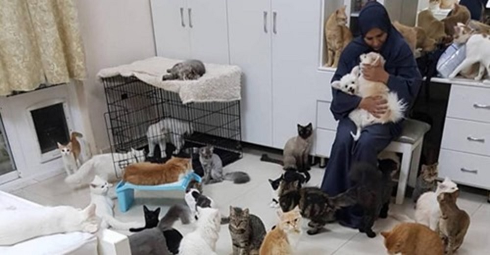 Gasta más de 6.000 euros al mes para curar y alimentar a los 500 animales callejeros que recogió Gasta más de 6.000 euros al mes para curar y alimentar a los 500 animales callejeros que recogió