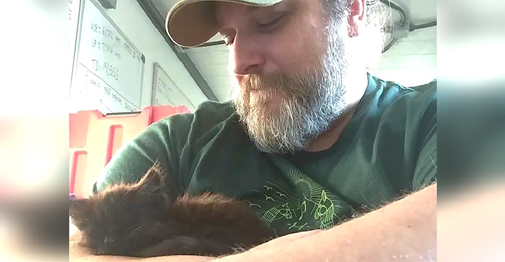 «Se robó mi corazón» – Un gatito trepa hasta llegar al regazo de un extraño para que lo adopte «Se robó mi corazón» – Un gatito trepa hasta llegar al regazo de un extraño para que lo adopte
