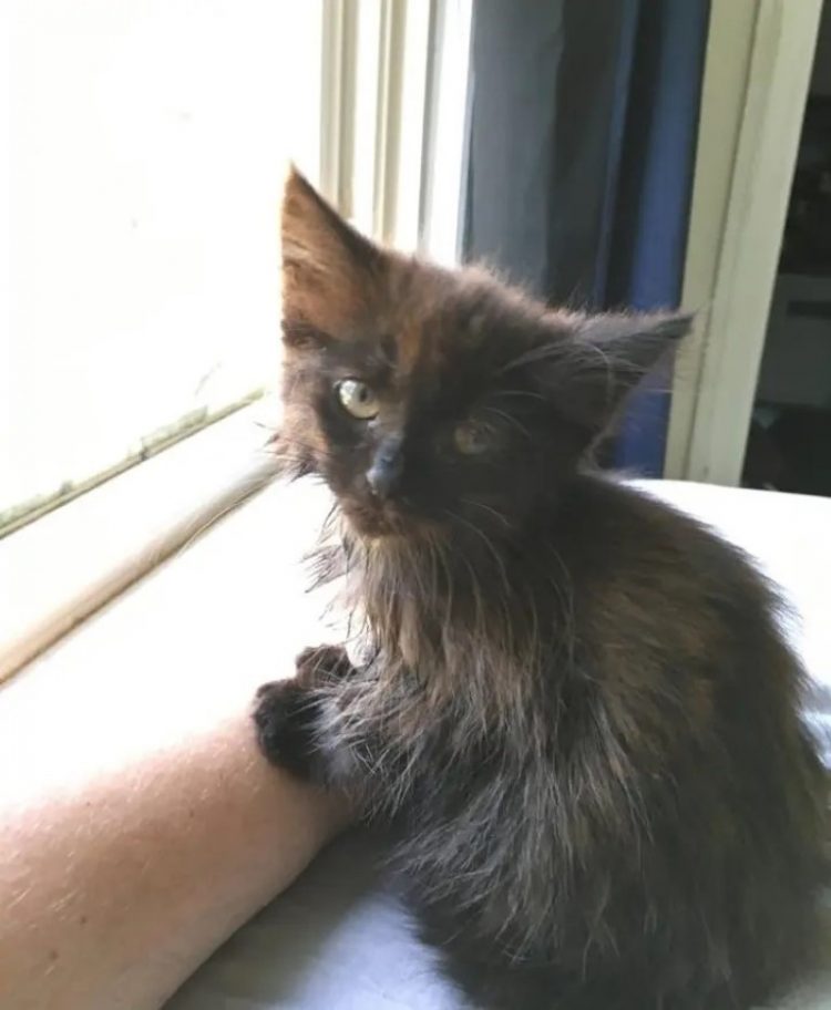 Mi Gatito Se Tambalea Al Caminar