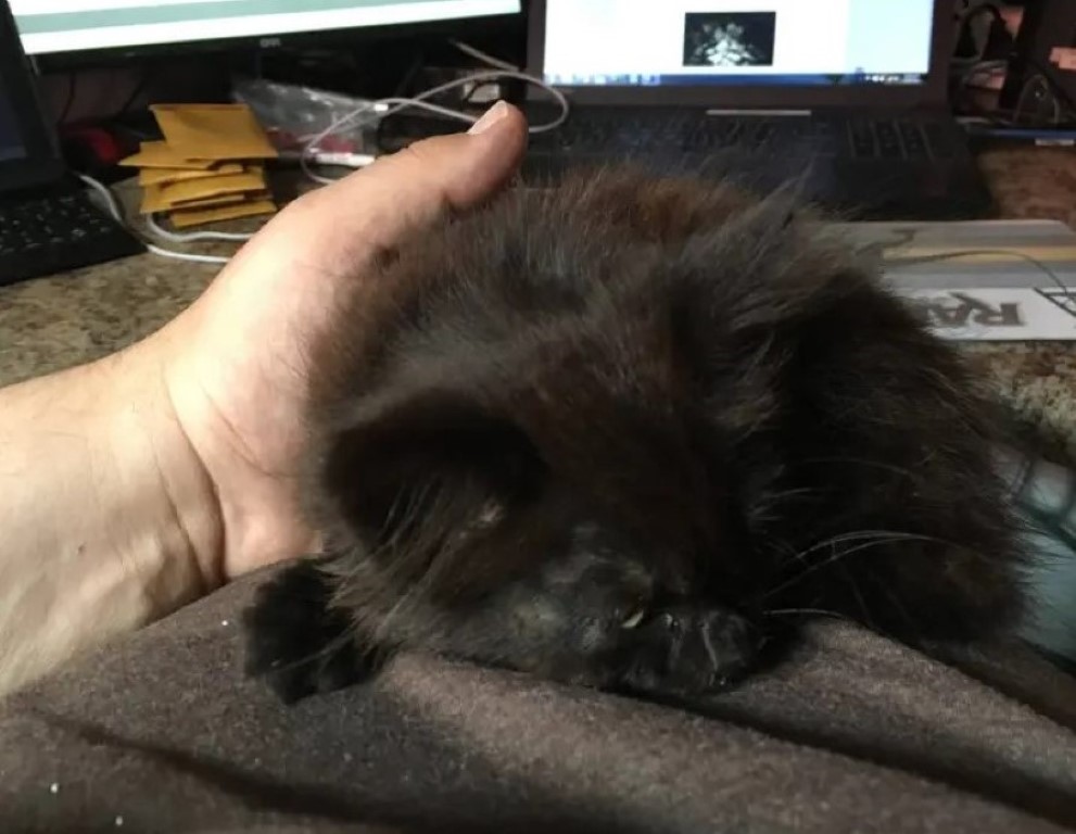 Mi Gatito Se Tambalea Al Caminar
