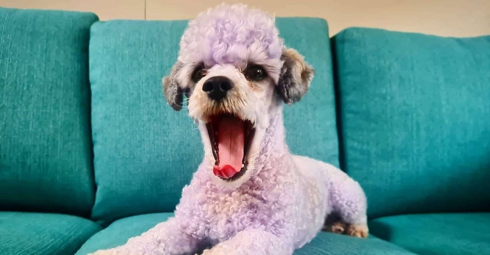 Deja a su perrito con el pelaje de color morado y no encuentra forma de retirar la pigmentación Deja a su perrito con el pelaje de color morado y no encuentra forma de retirar la pigmentación