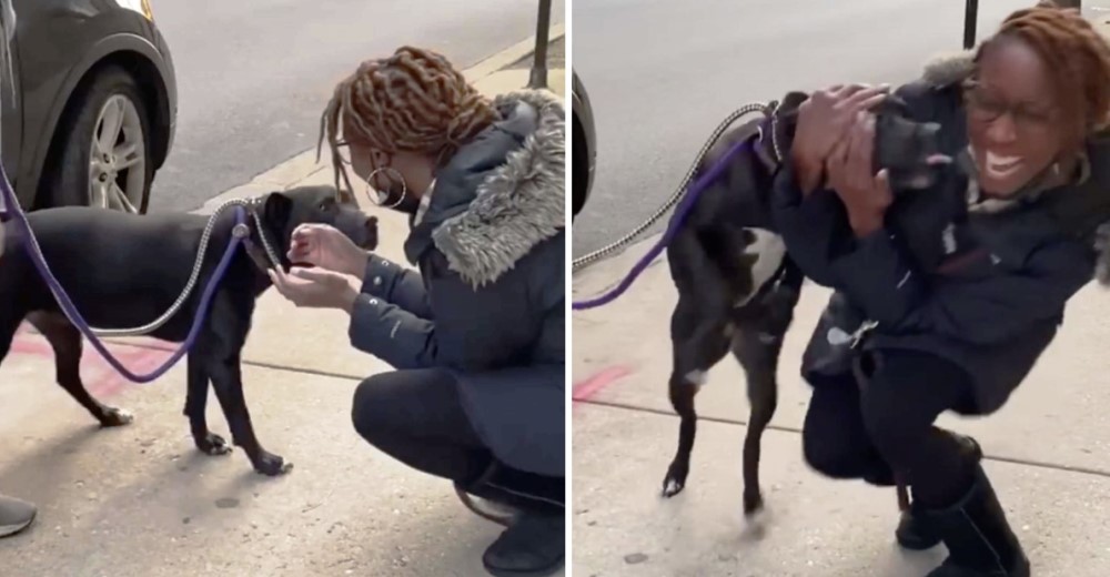 Pitbull no puede creer que esté viendo a su madre después de su dura vida en las calles