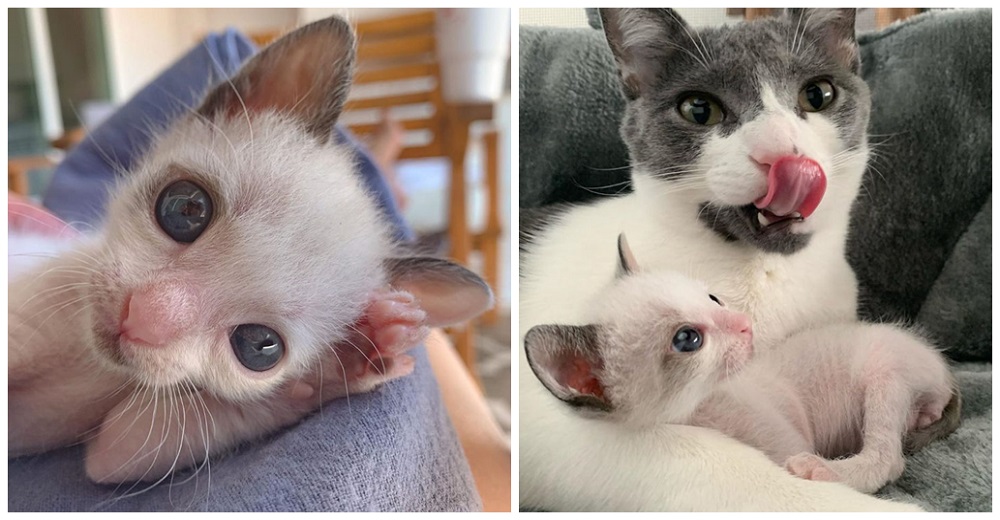 Gatito diminuto de gigantes ojos azules no deja de abrazar a su nueva familia