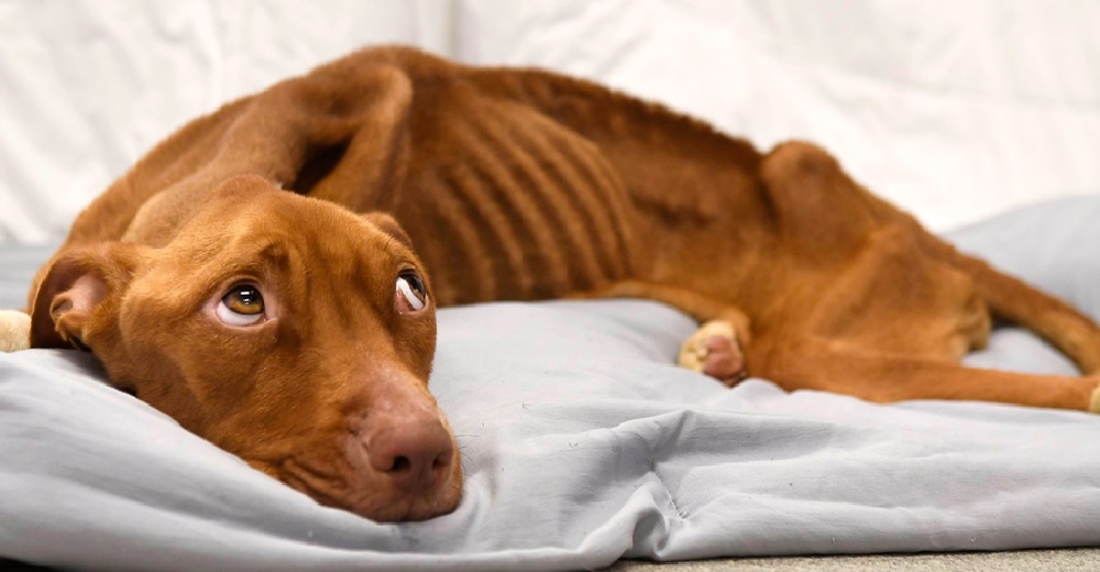 «Su mirada de dolor lo dice todo» – La perrita que hallaron hambrienta y a punto de desfallecer