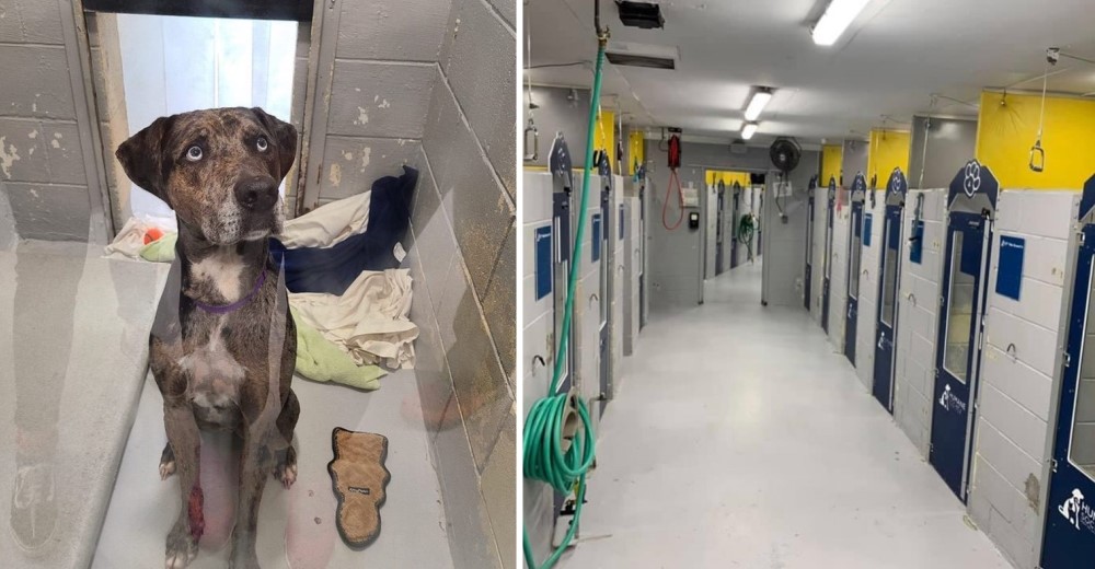 Perrera anuncia que tras acoger perros callejeros en exceso ahora sus jaulas están vacías Perrera anuncia que tras acoger perros callejeros en exceso ahora sus jaulas están vacías