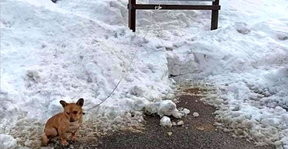 Dejan a su perrito abandonado con temperaturas bajo cero para que muriera de hipotermia