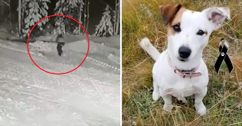Un valiente perro sacrifica su vida para salvar a un niño de 10 años del feroz ataque de un lobo Un valiente perro sacrifica su vida para salvar a un niño de 10 años del feroz ataque de un lobo