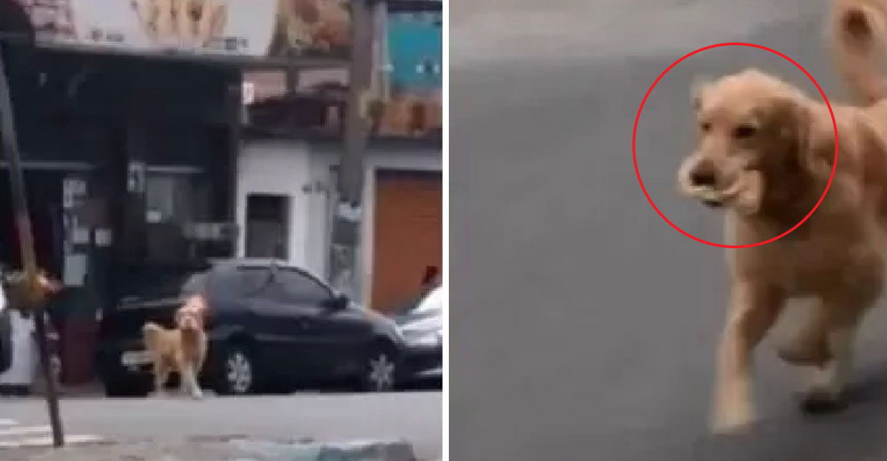 Graban a un perro por las calles suplicando algo de comida para llevar a su casa Graban a un perro por las calles suplicando algo de comida para llevar a su casa