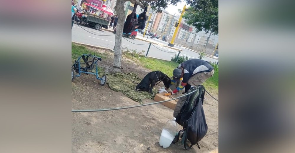 Captan al joven que se acercó a un perro que se arrastraba junto a su silla de ruedas