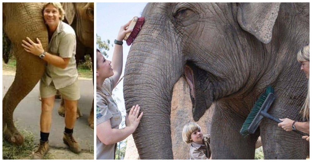 La familia de Steve Irwin perpetúa su legado y difunden su gesto con elefantes en grave peligro