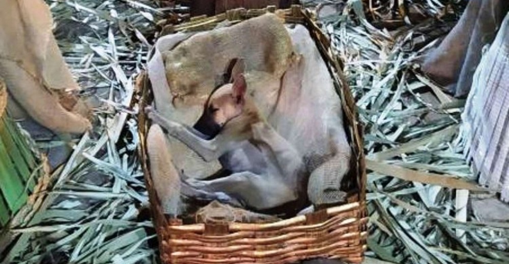 Adoptan a la perrita abandonada que buscando amor se quedó dormida en un pesebre de la calle Adoptan a la perrita abandonada que buscando amor se quedó dormida en un pesebre de la calle