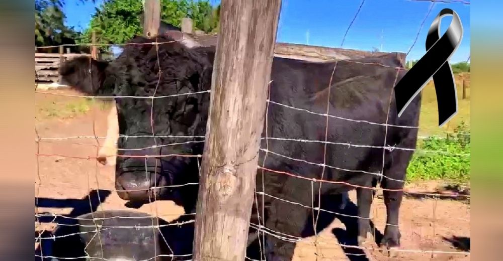 Ofrecen 5 mil dólares de recompensa por la captura de quien mató al toro de una familia Ofrecen 5 mil dólares de recompensa por la captura de quien mató al toro de una familia
