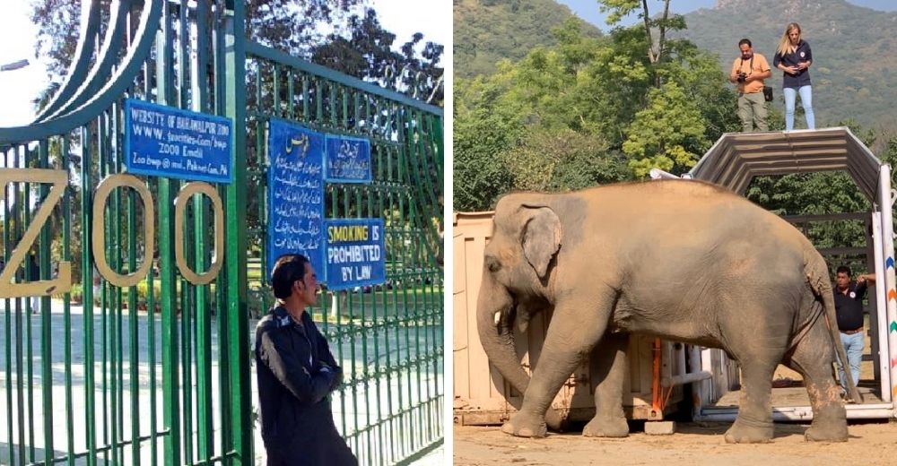 Cierran por fin el zoo causante del sufrimiento de Kaavan, el elefante más solitario del mundo Cierran por fin el zoo causante del sufrimiento de Kaavan, el elefante más solitario del mundo