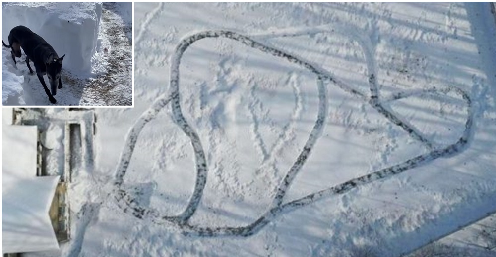 En lugar de quitar la nieve construye un gran laberinto para divertir a sus 21 perros rescatados En lugar de quitar la nieve construye un gran laberinto para divertir a sus 21 perros rescatados