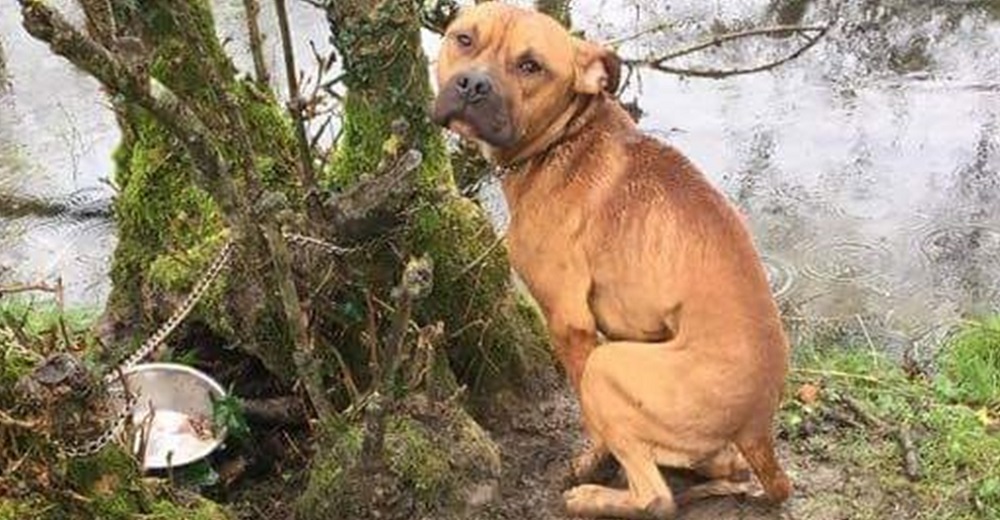 Su perro le advierte desesperado que otro peludo atado y aterrado, necesita ayuda