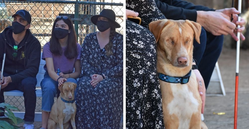 El mundo entero se une en un día para ayudar al perrito al que sus dueños removieron sus ojitos El mundo entero se une en un día para ayudar al perrito al que sus dueños removieron sus ojitos