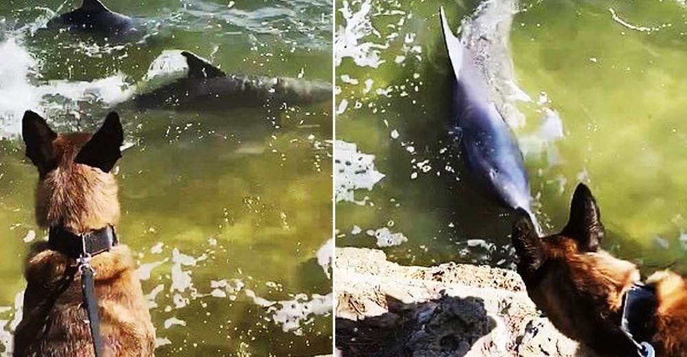 Graba la reacción de su perro K-9 tras ver por primera vez a dos delfines en su hábitat natural