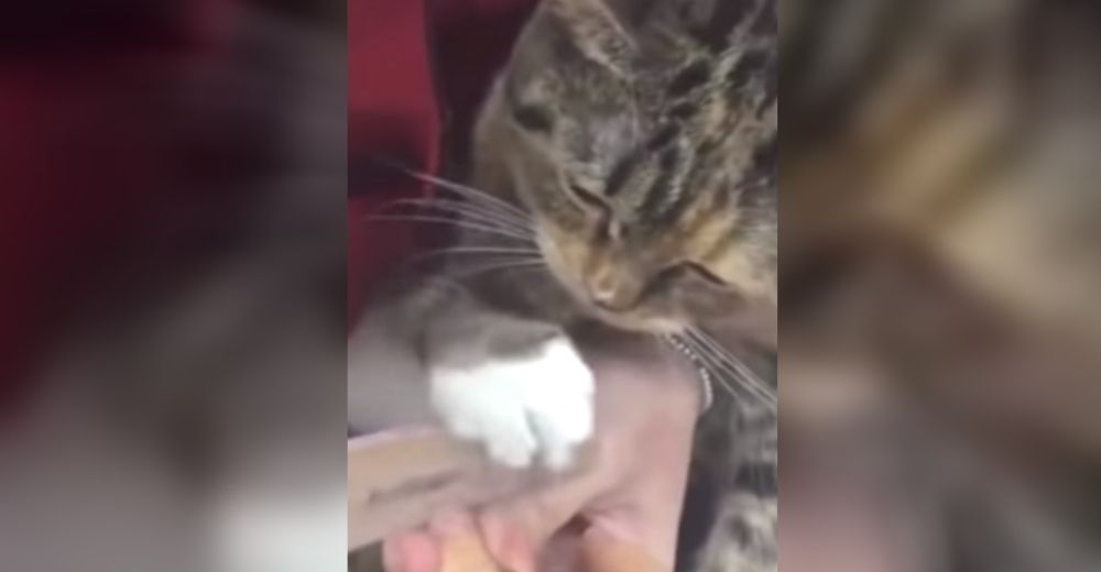 Señalan a la dueña del gatito que es usado como manicurista para tener más clientes Señalan a la dueña del gatito que es usado como manicurista para tener más clientes
