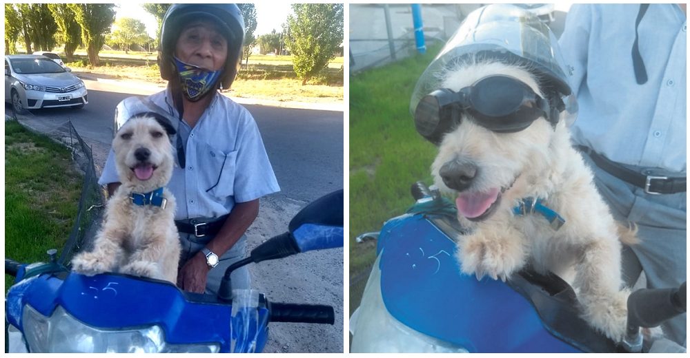 Captan a un hombre que viaja en moto al trabajo con su perrito enfermo por temor a dejarlo solo