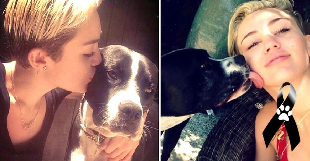 Miley Cyrus le dice adiós a su perrita con una canción que hace llorar a sus seguidores Miley Cyrus le dice adiós a su perrita con una canción que hace llorar a sus seguidores