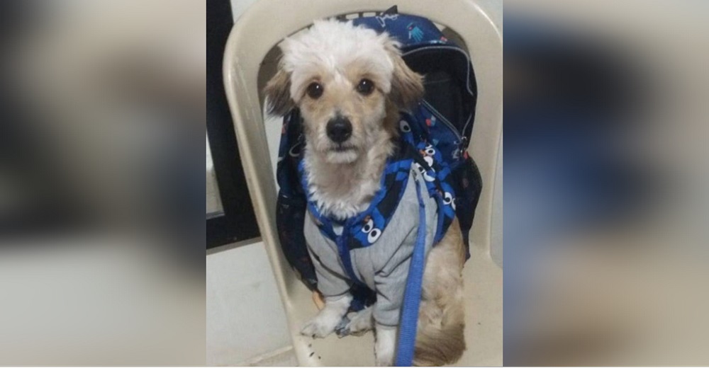 Causa conmoción el caso del perro abandonado con su mochila, su juguete y la cartilla de vacunas