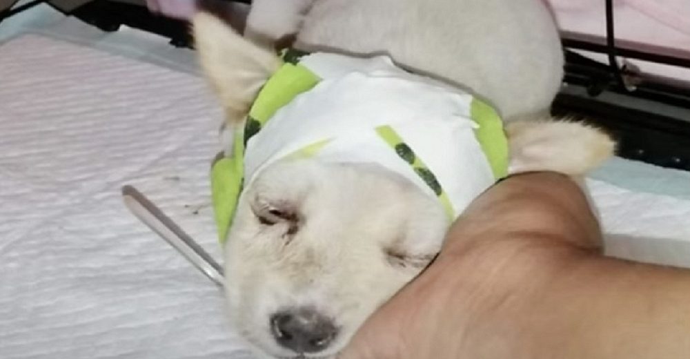 Cachorrito sumido en el dolor después de que le rompieran su cráneo, no se da por vencido
