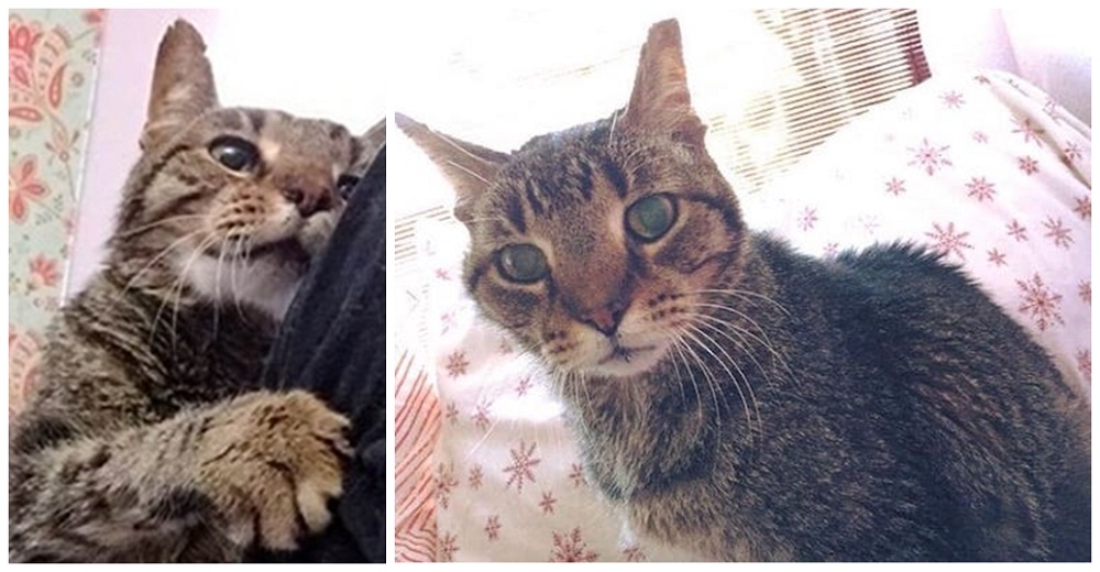 Gato anciano queda devastado tras ser abandonado por la única familia que tuvo en su vida Gato anciano queda devastado tras ser abandonado por la única familia que tuvo en su vida