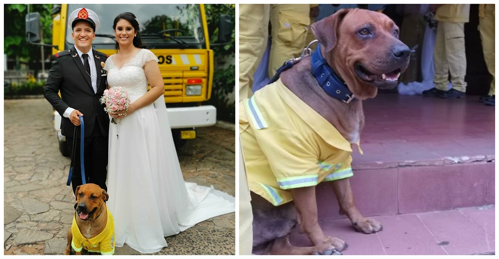 Perro bombero se hace viral tras asistir como invitado de honor a la boda de uno de sus colegas