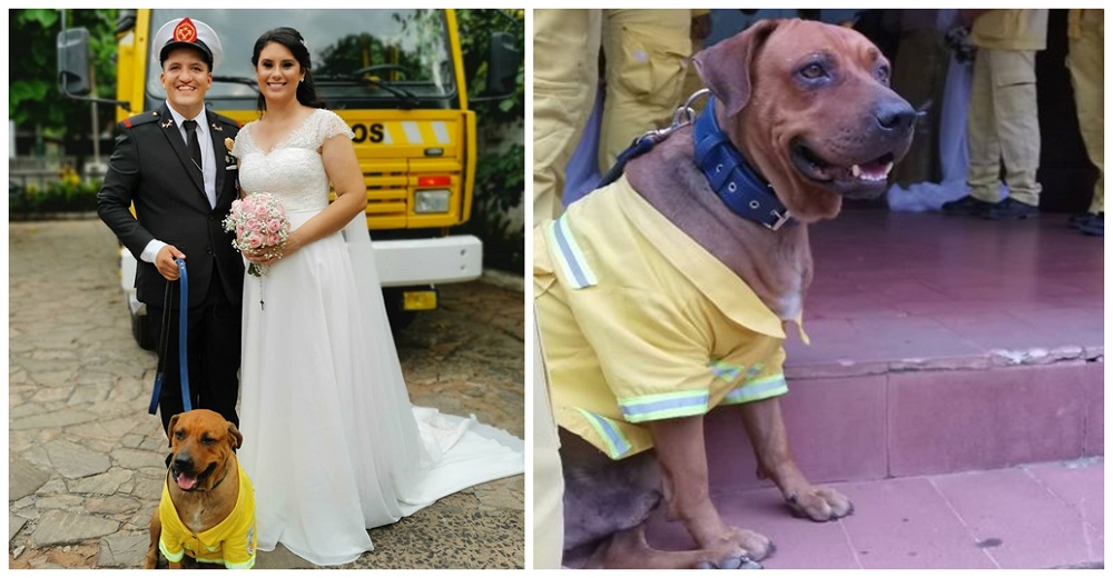 Perro bombero se hace viral tras asistir como invitado de honor a la boda de uno de sus colegas Perro bombero se hace viral tras asistir como invitado de honor a la boda de uno de sus colegas