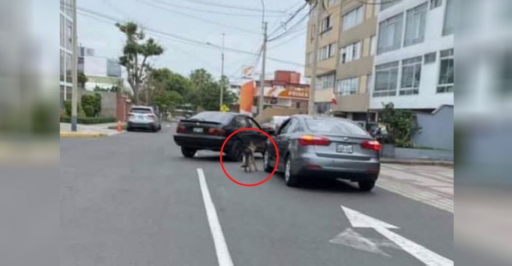 Los vecinos se unen para denunciar a la mujer que arrastraba a su perro desde su auto en marcha