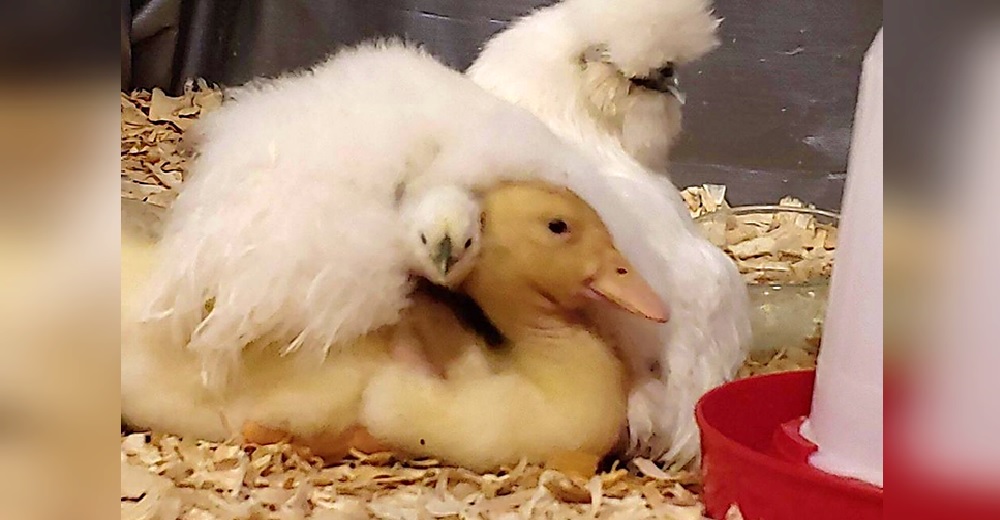 «Cree que es un pollito más» – Un patito nace del huevo que una gallina estuvo cuidando