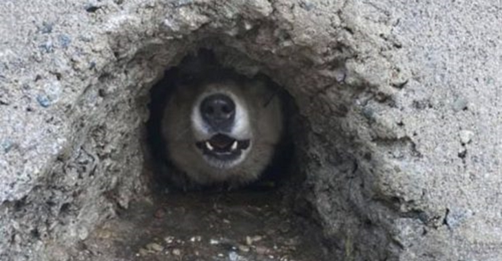 Por un hocico reconocen a un perrito atrapado en un desagüe que ya no podía respirar